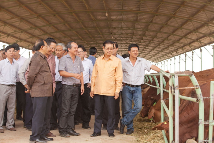 Bầu Đức sẽ nâng tổng đàn bò Úc tại Lào lên 80.000 con